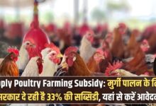 Apply Poultry Farming Subsidy