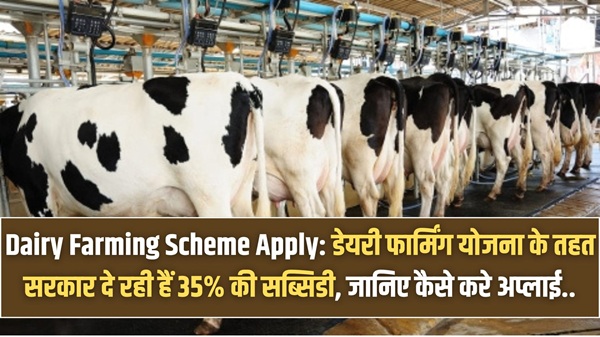 Dairy Farming Scheme Apply