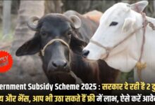 Government Subsidy Scheme 2025