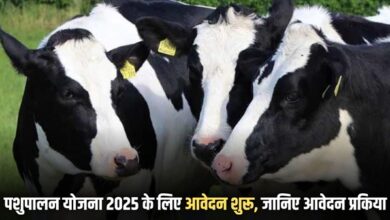 Animal Husbandry Loan Scheme 